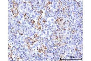 IHC analysis of UBXN8 using anti-UBXN8 antibody (ABIN7600091). (UBXN8 antibody  (AA 149-270))