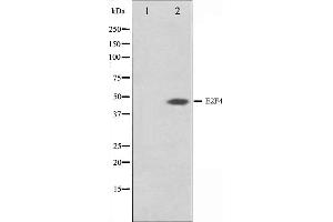 Western Blotting (WB) image for anti-E2F Transcription Factor 4, P107/p130-Binding (E2F4) antibody (ABIN6261411)