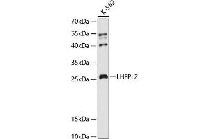 Western blot analysis of extracts of K-562 cells, using LHFPL2 antibody (ABIN6133392, ABIN6143187, ABIN6143189 and ABIN6216567) at 1:3000 dilution. (LHFPL2 antibody  (AA 30-100))