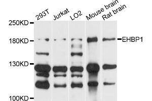 Western blot analysis of extracts of various cells, using EHBP1 antibody.