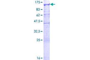 RBM12 Protein (AA 1-932) (GST tag)