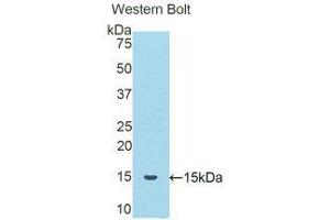 Western Blotting (WB) image for anti-serpin Peptidase Inhibitor, Clade A (Alpha-1 Antiproteinase, Antitrypsin), Member 6 (SERPINA6) (AA 132-247) antibody (ABIN1858270) (SERPINA6 antibody  (AA 132-247))