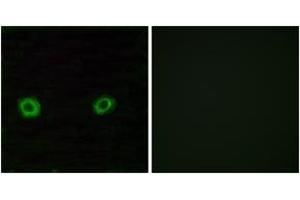 Immunofluorescence (IF) image for anti-Olfactory Receptor, Family 2, Subfamily D, Member 3 (OR2D3) (AA 231-280) antibody (ABIN2890980) (OR2D3 antibody  (AA 231-280))