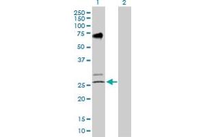 Western Blot analysis of EGLN3 expression in transfected 293T cell line by EGLN3 MaxPab polyclonal antibody.
