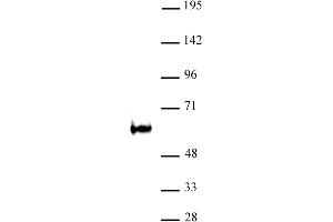 TDG / Thymine-DNA glycosylase antibody (pAb) tested by Western blot Nuclear extract of P19 cells (30 μg) probed with TDG / Thymine-DNA glycosylase antibody (1:500). (TDG antibody)