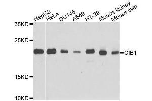 Western blot analysis of extracts of various cell lines, using CIB1 antibody. (CIB1 antibody  (AA 1-191))