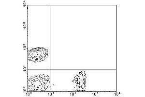 Image no. 1 for anti-CD8a Molecule (CD8A) antibody (PE) (ABIN135122) (CD8 alpha antibody  (PE))