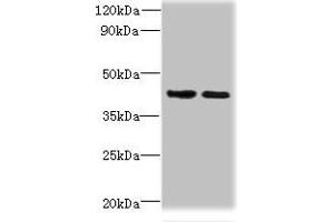 Western blot All lanes: CHID1 antibody at 0. (CHID1 antibody  (AA 20-393))