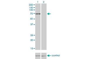 Western blot analysis of TLR4 over-expressed 293 cell line, cotransfected with TLR4 Validated Chimera RNAi (Lane 2) or non-transfected control (Lane 1). (TLR4 antibody  (AA 214-291))