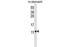 Western Blotting (WB) image for anti-ATP Synthase, H+ Transporting, Mitochondrial F0 Complex, Subunit F6 (ATP5J) antibody (ABIN2996759) (ATP5J antibody)