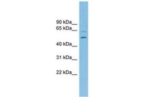Image no. 1 for anti-Endoplasmic Reticulum Lectin 1 (ERLEC1) (AA 359-408) antibody (ABIN6745088) (C2orf30 antibody  (AA 359-408))