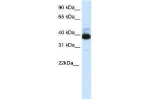 TTC19 antibody (20R-1251) used at 0. (TTC19 antibody  (C-Term))