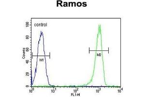 C11orf53 Antibody (C-term) flow cytometric analysis of Ramos cells (right histogram) compared to a negative control cell (left histogram). (C11orf53 antibody  (C-Term))