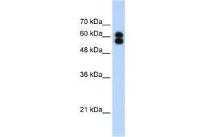 Western Blotting (WB) image for anti-Placental Alkaline Phosphatase (ALPP) antibody (ABIN2462509) (PLAP antibody)