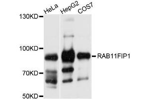 Western blot analysis of extracts of various cell lines, using RAB11FIP1 antibody (ABIN5996387) at 1/1000 dilution. (RAB11FIP1 antibody)
