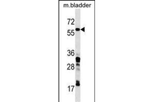 CORO1C Antibody (C-term) (ABIN1537223 and ABIN2850131) western blot analysis in mouse bladder tissue lysates (35 μg/lane). (CORO1C antibody  (C-Term))