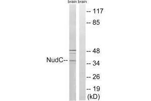 Western blot analysis of extracts from rat brain cells, using NudC (Ab-326) antibody. (NUDC antibody  (Ser326))