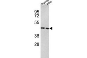 Western Blotting (WB) image for anti-Tu Translation Elongation Factor, Mitochondrial (Tufm) antibody (ABIN3001714) (TUFM antibody)