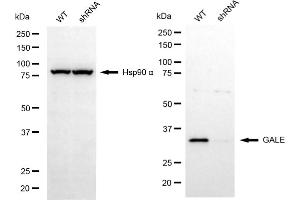 Western blotting analysis using GALE antibody (ABIN7800765).