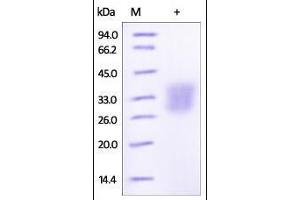 SDS-PAGE (SDS) image for Angiopoietin-Like 3 (ANGPTL3) (AA 17-220) protein (His tag) (ABIN2180588)