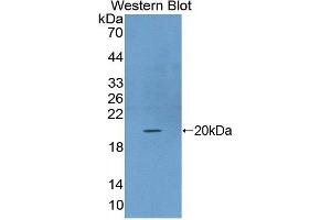 Figure. (FGF22 antibody  (AA 33-170))