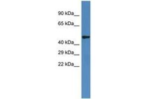 Image no. 1 for anti-Iroquois Homeobox 6 (IRX6) (AA 200-249) antibody (ABIN6747278) (IRX6 antibody  (AA 200-249))
