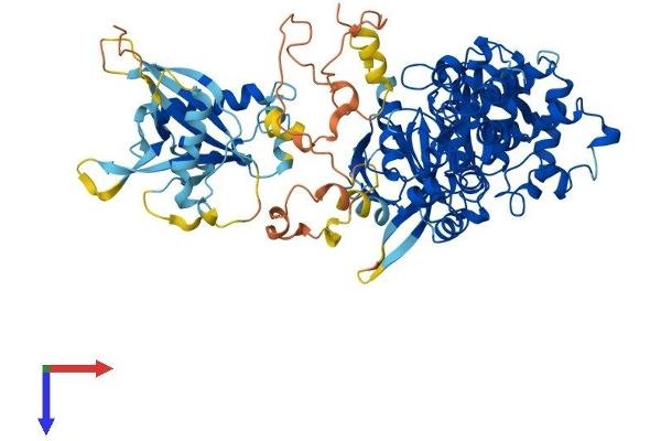 KRIT1 Protein (AA 1-736) (His tag)