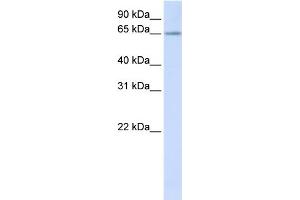 WB Suggested Anti-RSPRY1 Antibody Titration:  0.