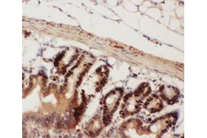IHC-P testing of mouse intestine tissue (Beclin 1 antibody  (AA 1-354))