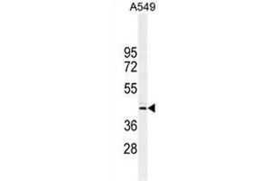CT112 Antibody (Center) western blot analysis in A549 cell line lysates (35µg/lane). (FAM46D antibody  (Middle Region))