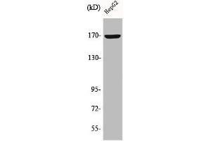 Western Blot analysis of HepG2 cells using COL4A6 Polyclonal Antibody (COL4a6 antibody  (C-Term))