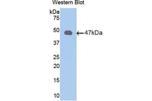 Western blot analysis of the recombinant protein. (Peroxiredoxin 2 antibody  (AA 6-164))