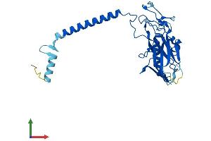 AlphaFold protein structure predicition of Human Recombinant ATP4B Protein, UniprotID P51164 (ATP4b Protein (AA 1-291) (His tag))