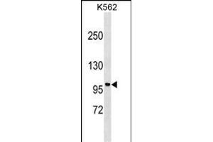 P1R9A Antibody (Center) (ABIN1538435 and ABIN2850236) western blot analysis in K562 cell line lysates (35 μg/lane). (PPP1R9A antibody  (AA 455-484))