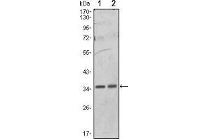 Western blot analysis using PPP1A mouse mAb against Hela (1) and NIH/3T3 (2) cell lysate.