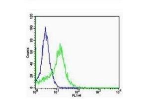 A549 cells probed with Rabbit Anti-Integrin Alpha V + Beta 5 Polyclonal Antibody  Alexa Fluor 488 Conjugated Secondary. (ITGAV/ITGB5 antibody)