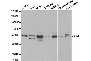 Western blot analysis of extracts of various cell lines, using AIRE antibody. (AIRE antibody)