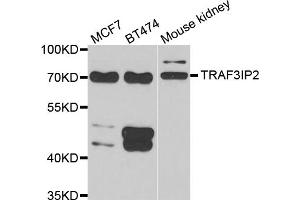 Western blot analysis of extracts of various cell lines, using TRAF3IP2 antibody (ABIN5974104) at 1/1000 dilution. (TRAF3IP2 antibody)