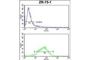 HSL Antibody (C-term) (ABIN652695 and ABIN2842463) FC analysis of ZR-75-1 cells (bottom histogram) compared to a negative control cell (top histogram). (HSPA4L antibody  (C-Term))