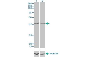 Western Blotting (WB) image for anti-ArsA Arsenite Transporter, ATP-Binding, Homolog 1 (ASNA1) (AA 239-349) antibody (ABIN598547) (ASNA1 antibody  (AA 239-349))