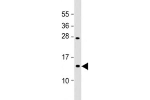 Eukaryotic Translation Initiation Factor 1A (EIF1A) (AA 31-61) antibody