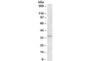 Western blot testing of HeLa lysate with Peptidase inhibitor 15 antibody at 0. (PI15 antibody)