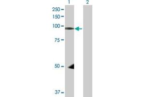 Western Blot analysis of NEDD9 expression in transfected 293T cell line by NEDD9 MaxPab polyclonal antibody. (NEDD9 antibody  (AA 1-834))
