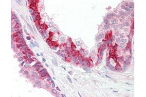 Anti-KEAP1 antibody IHC staining of human prostate. (KEAP1 antibody  (C-Term))