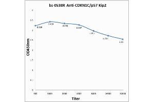 Antigen: 0. (CDKN1C antibody  (AA 291-343))