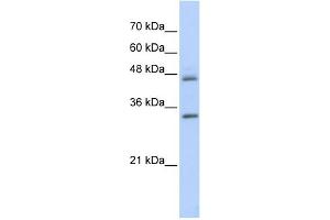 WB Suggested Anti-PRELP Antibody Titration: 0. (PRELP antibody  (Middle Region))