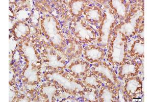 Formalin-fixed and paraffin embedded rat kidney labeled with Cytochrome C (6B10) Monoclonal Antibody, Unconjugated (bsm-33193M) at 1:200, followed by conjugation to the secondary antibody and DAB staining (Cytochrome C antibody)