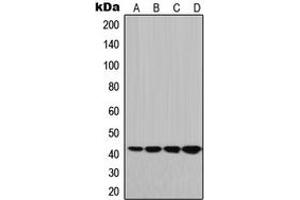 Western blot analysis of HLA-G expression in JEG3 (A), HeLa (B), Raw264. (HLAG antibody  (Center))