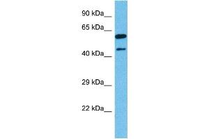 Host:  Mouse  Target Name:  NR2F1  Sample Tissue:  Mouse Liver  Antibody Dilution:  1ug/ml