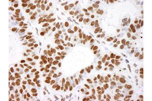 Immunohistochemistry (IHC) image for anti-Histone H4 (HISTH4) (C-Term) antibody (ABIN7453610) (Histone H4 antibody  (C-Term))